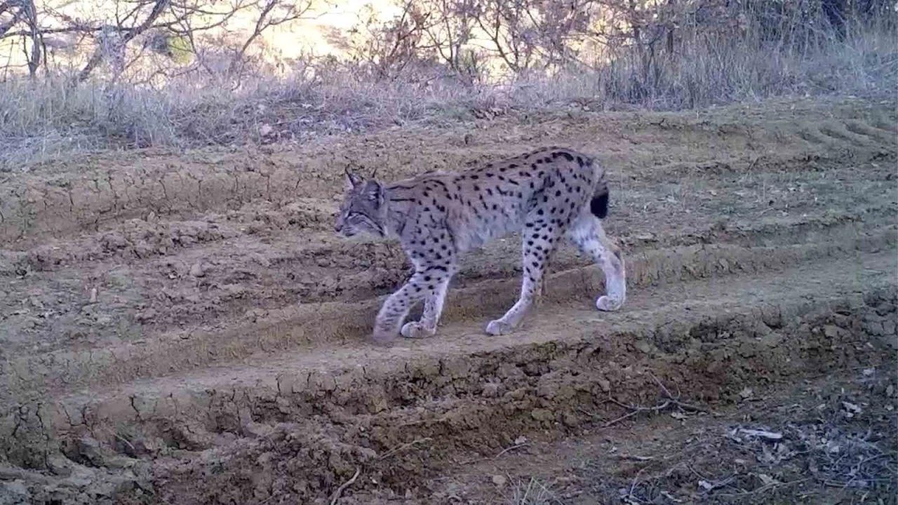 Kırmızı listedeki ormanın hayaleti vaşak fotokapana takıldı