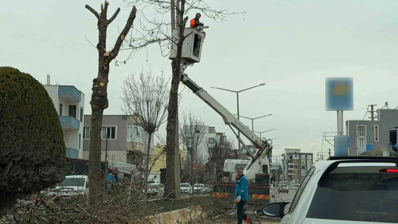 Adıyaman’da refüjlerdeki ağaçlar budanıyor