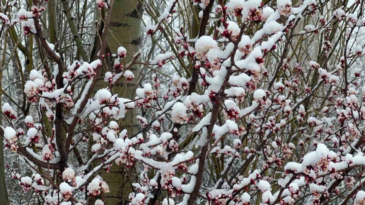 Afyonkarahisar ve Kütahya’da badem ve kayısı çiçekleri karla kaplandı