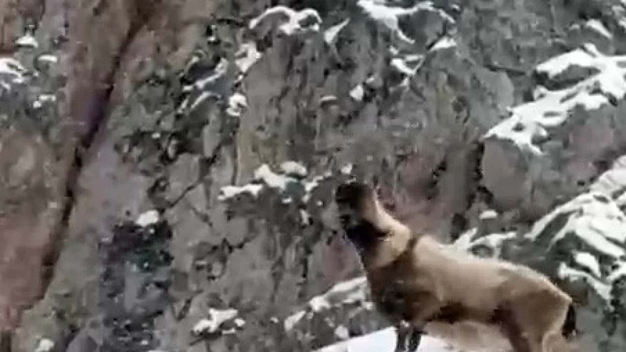 Aladağlar’da yaban hayatı görüntülendi