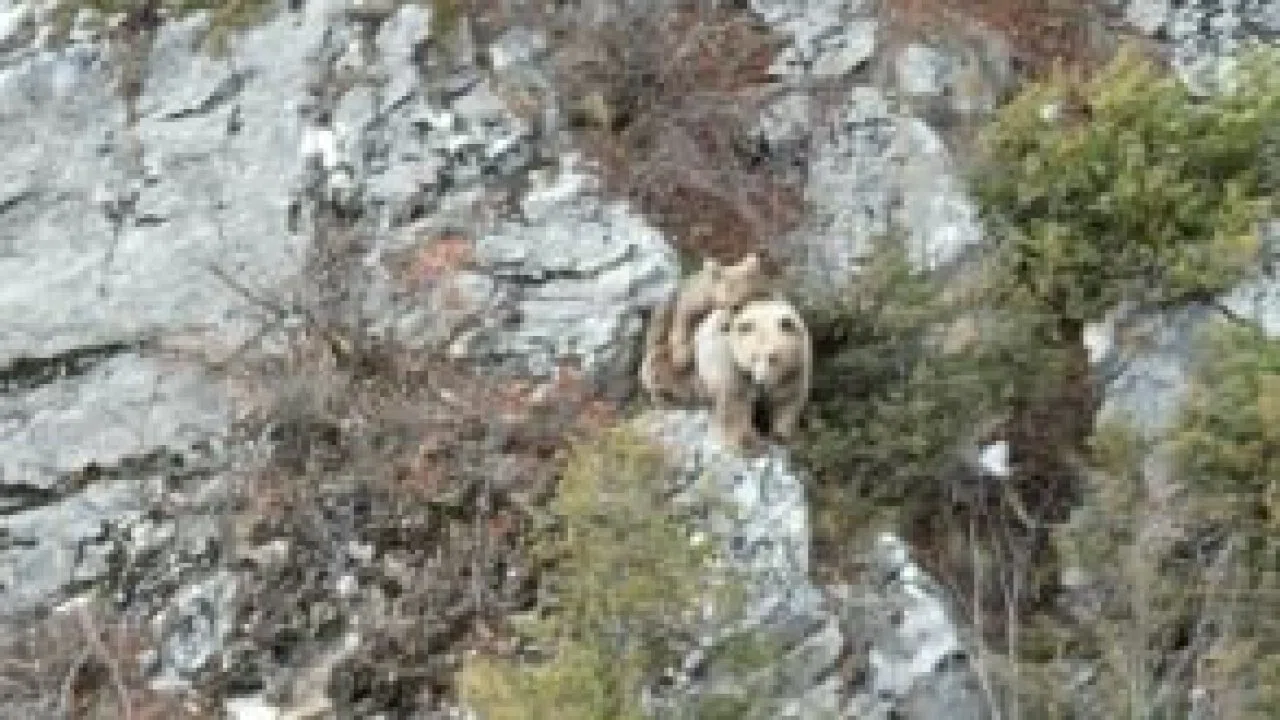 Anne boz ayı sırtındaki yavrusu ile dron kamerasına yakalandı