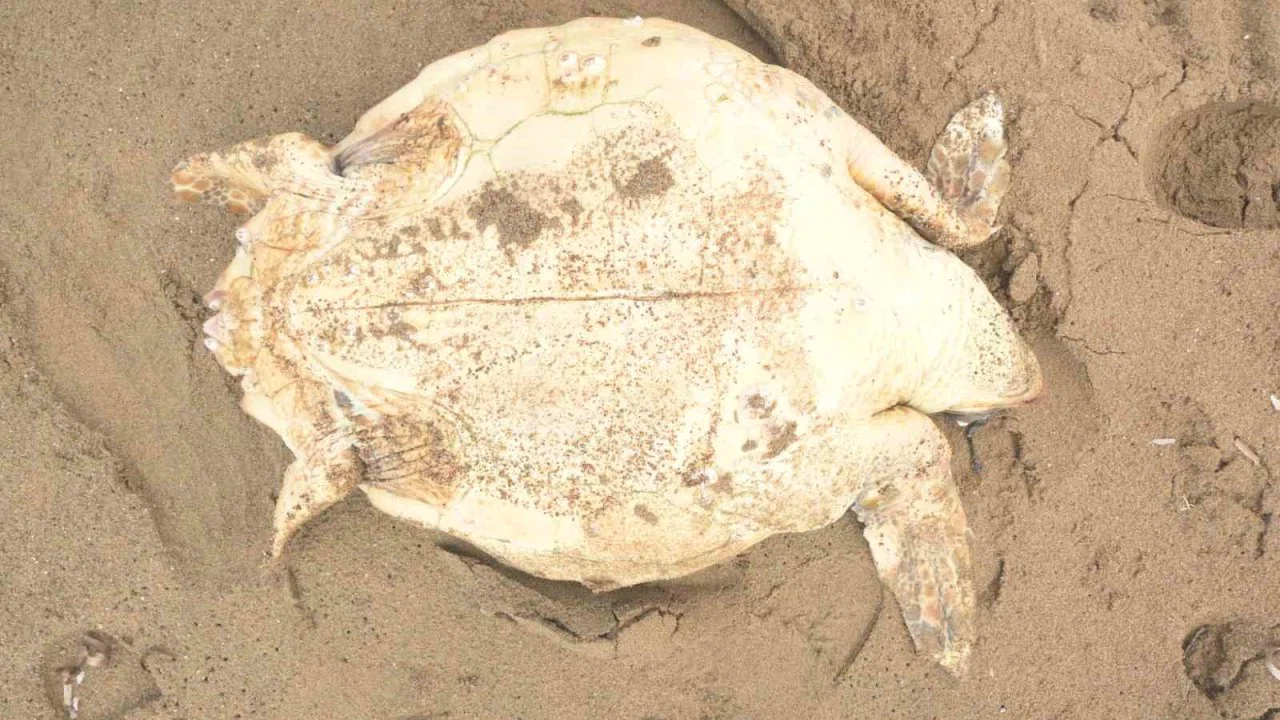 Antalya’da ölü caretta caretta kıyıya vurdu
