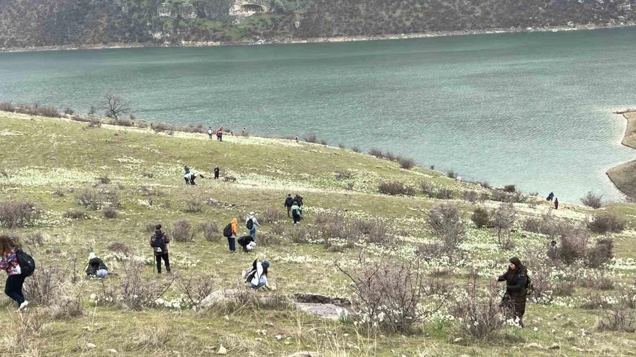 Bahar çiçeği nergisler doğaseverlerin ilgi odağı oldu