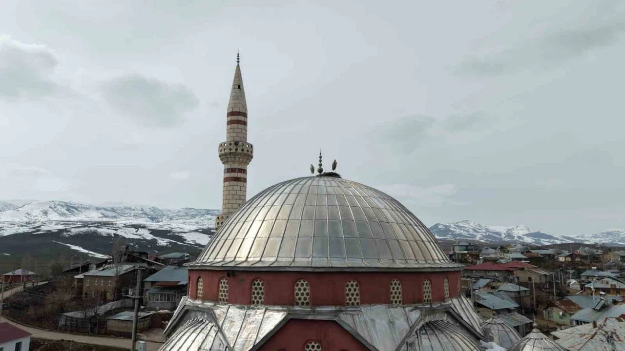 "Baharın habercisi" leylekler Muş Ovası’na gelmeye başladı