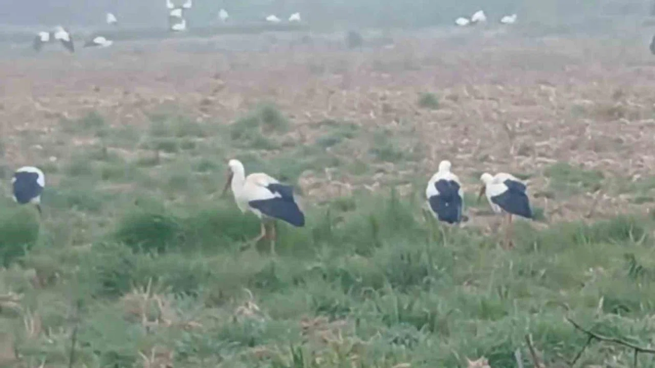Baharın müjdecisi  leylekler: Yüzlercesi aynı anda konakladı