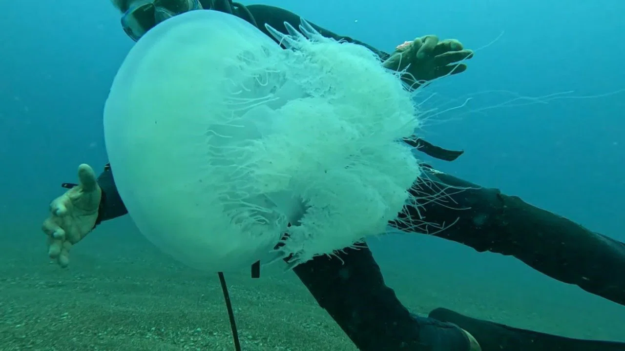 Balıkçıların kabusu oldular : Attıkları ağlara yüzlerce dev denizanası takıldı