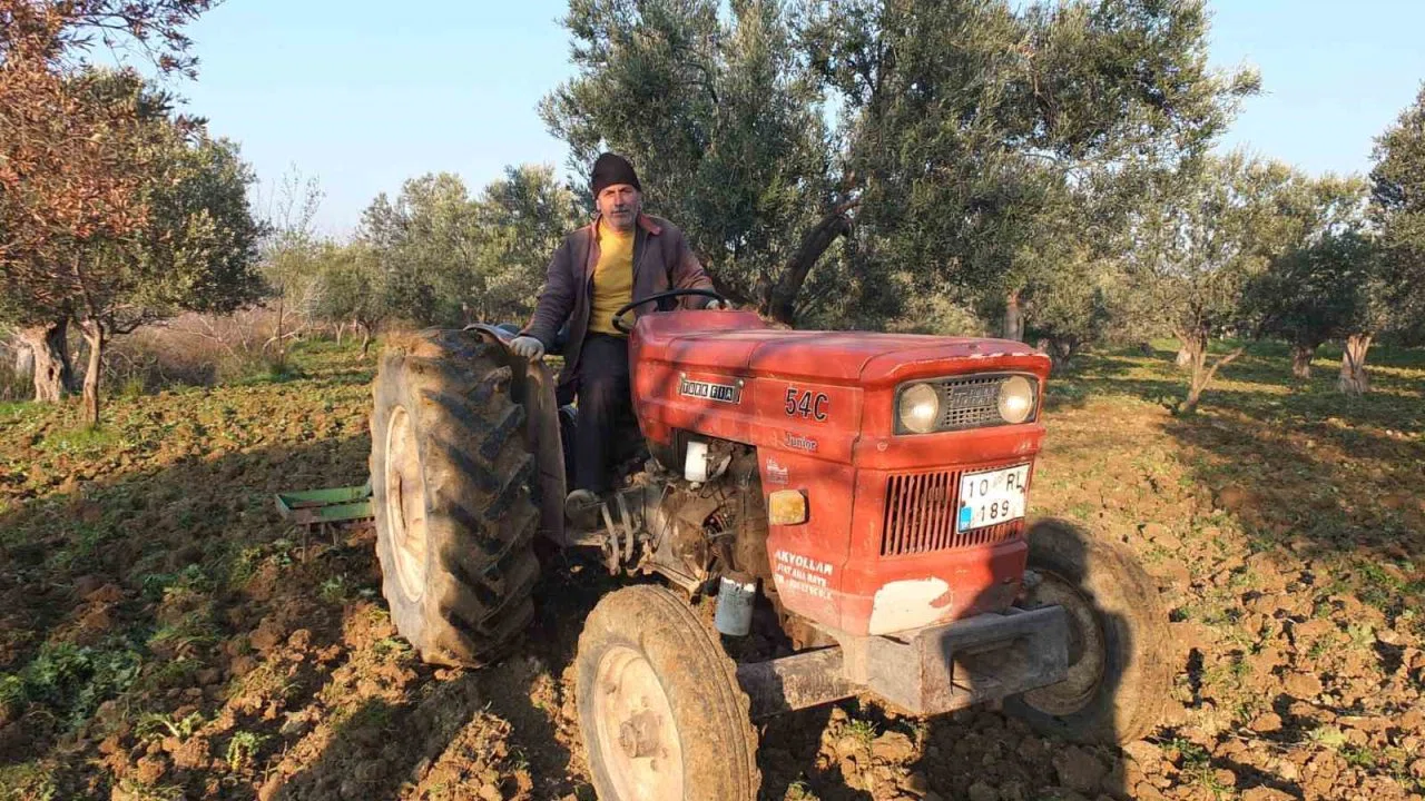 Balıkesir’de zeytinliklerde sürüm başladı