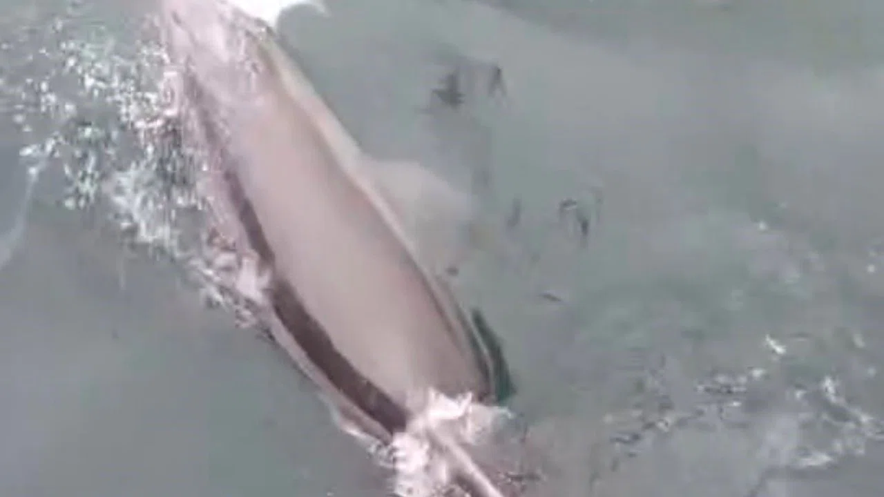 Bandırma Limanı’nda yunus avlanırken görüntülendi