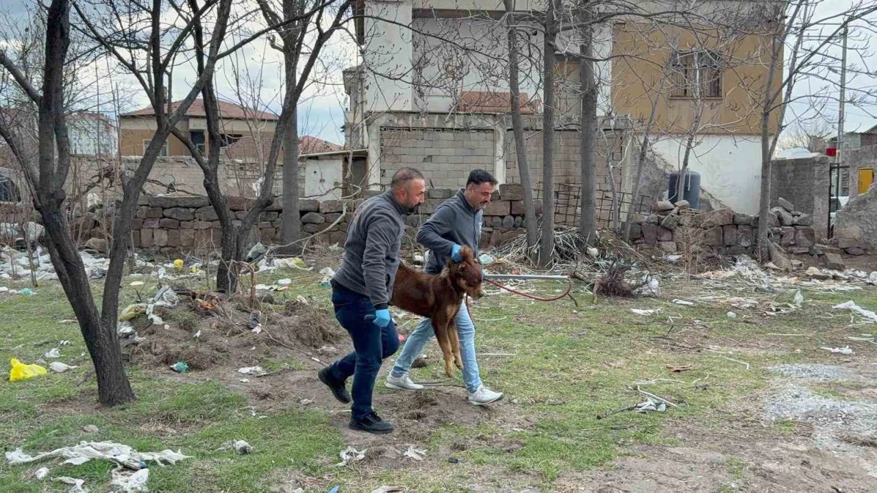 Başıboş köpeğin saldırdığı 3 yaşındaki çocuk ağır yaralandı