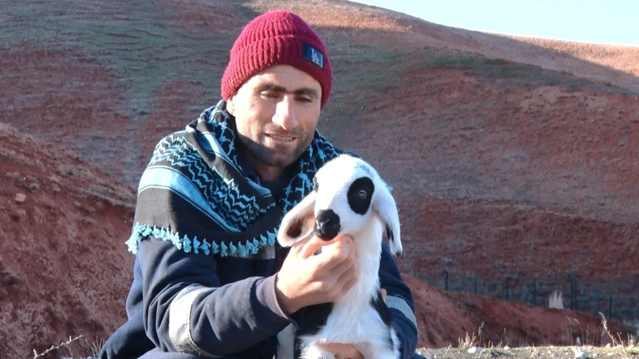 Başkent’te kuzuların anneleriyle buluşma anı dronla görüntülendi