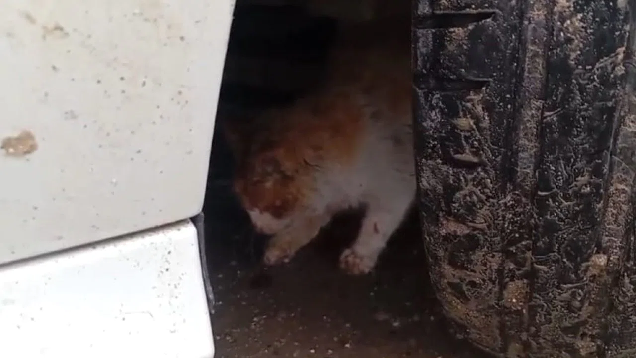 Batman’da aracın motoruna sıkışan kedi kurtarıldı