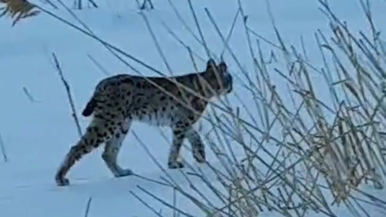 Bayburt’ta karlı arazide görülen vaşak vatandaşları heyecanlandırdı
