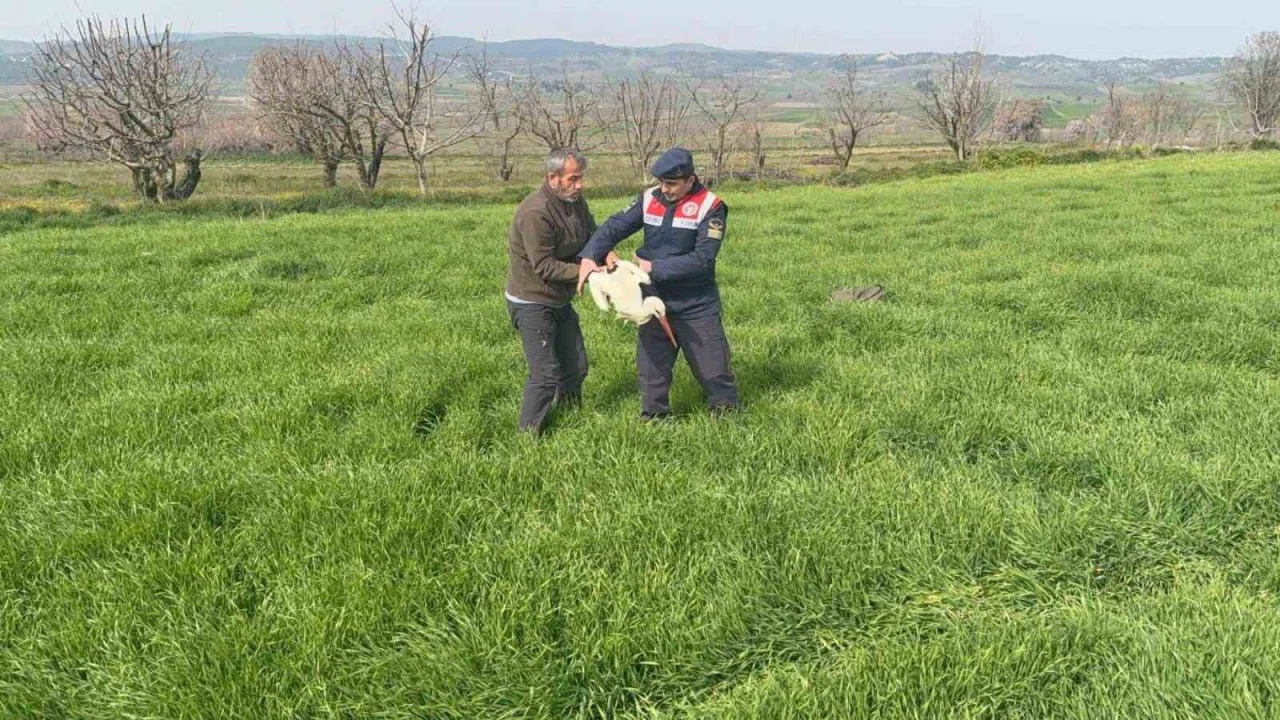 Bilecik’te yaralı leylek yetkililere teslim edildi