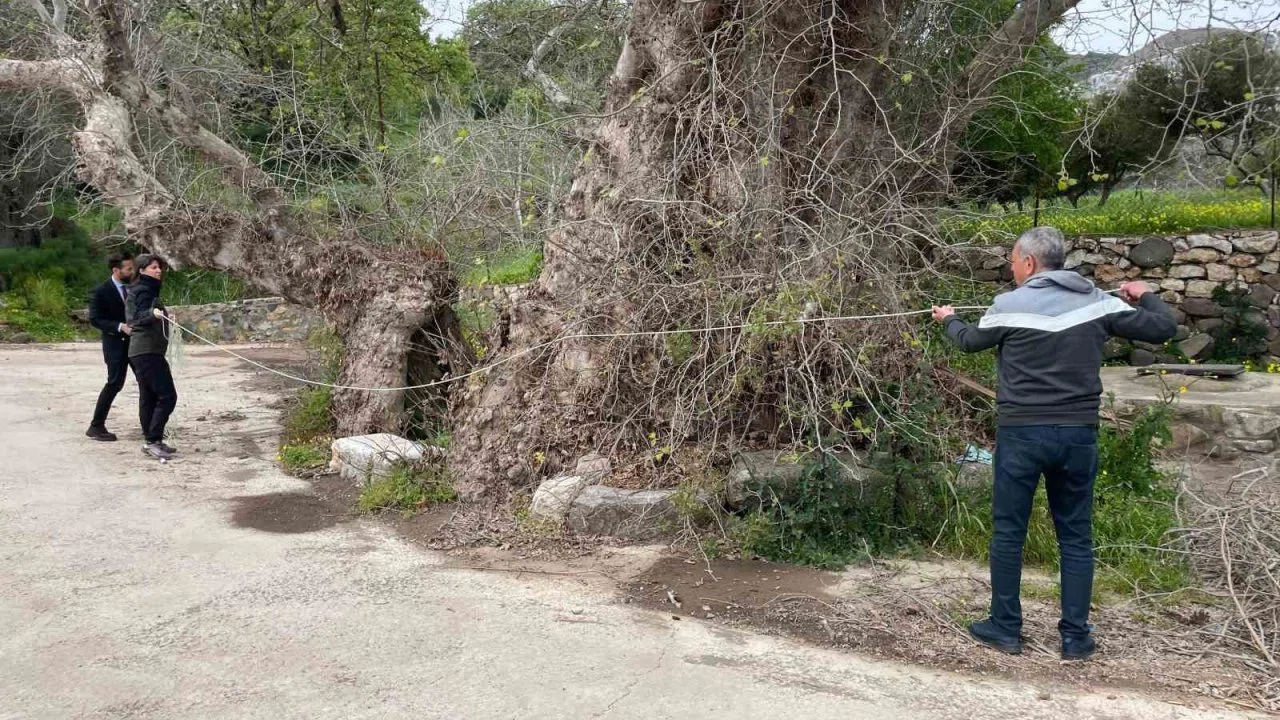 Bodrum’da 2 bin yıllık dev çınar keşfedildi