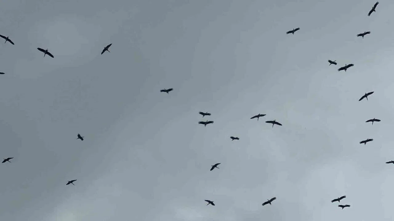 "Bolluk" müjdecisi leylek sürüsü Bursa semalarında görüldü
