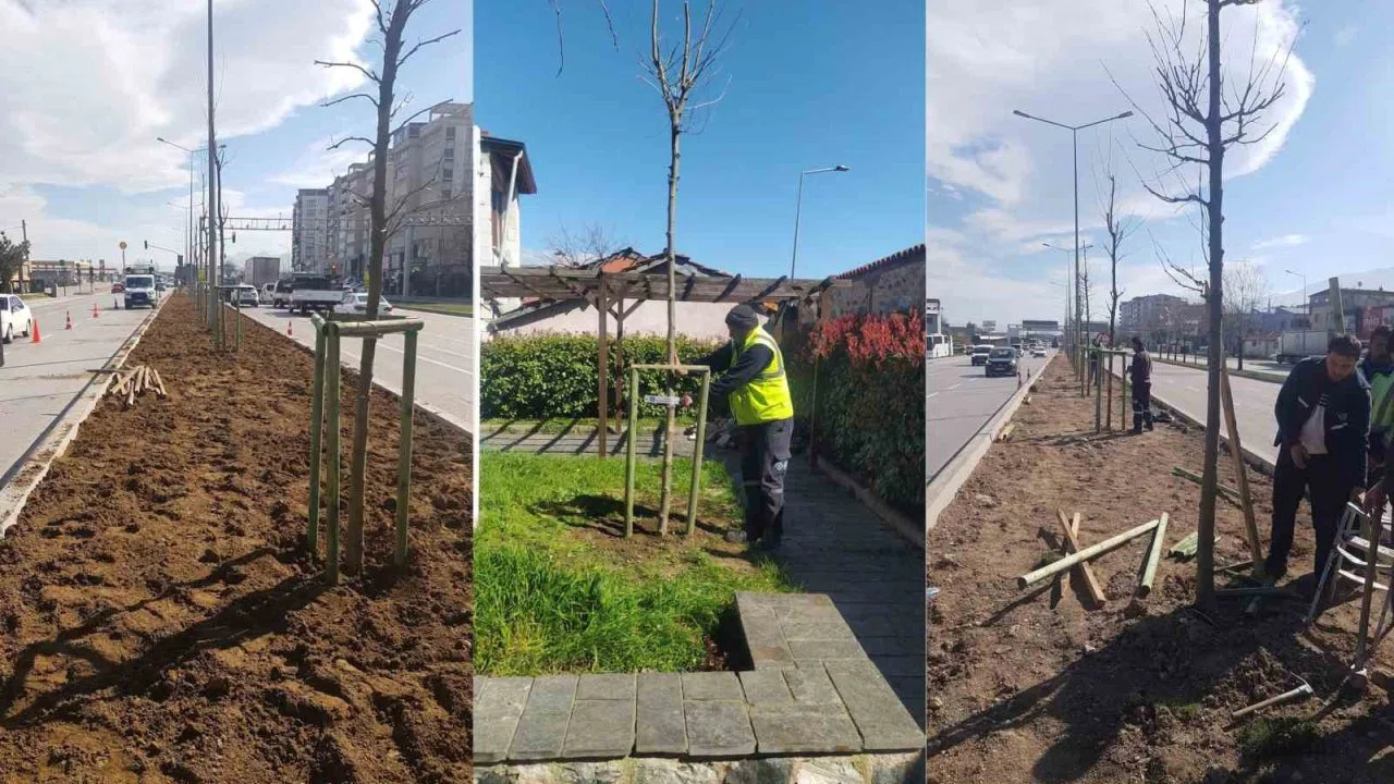 Bursa’nın 700 yıllık mirası 700 çınarla kök salıyor