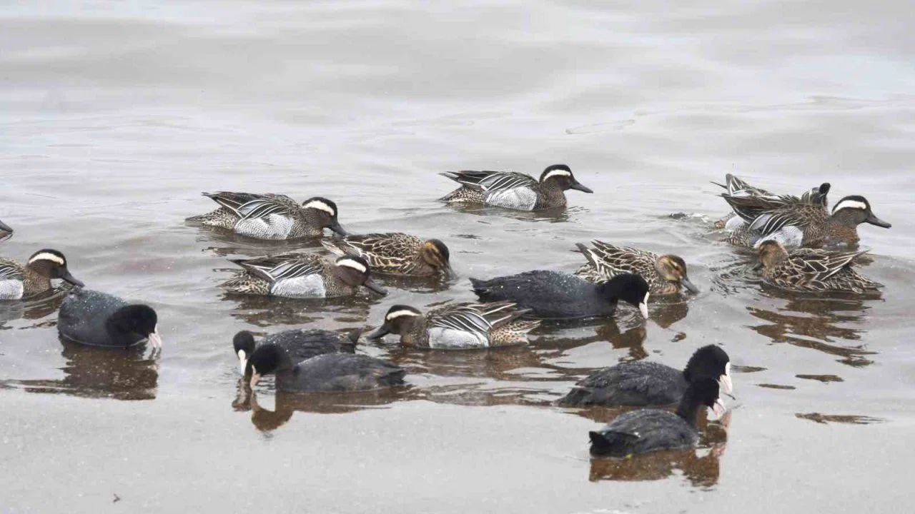 Çıkrıkçın ördekleri Van Gölü sahilinde görüntülendi