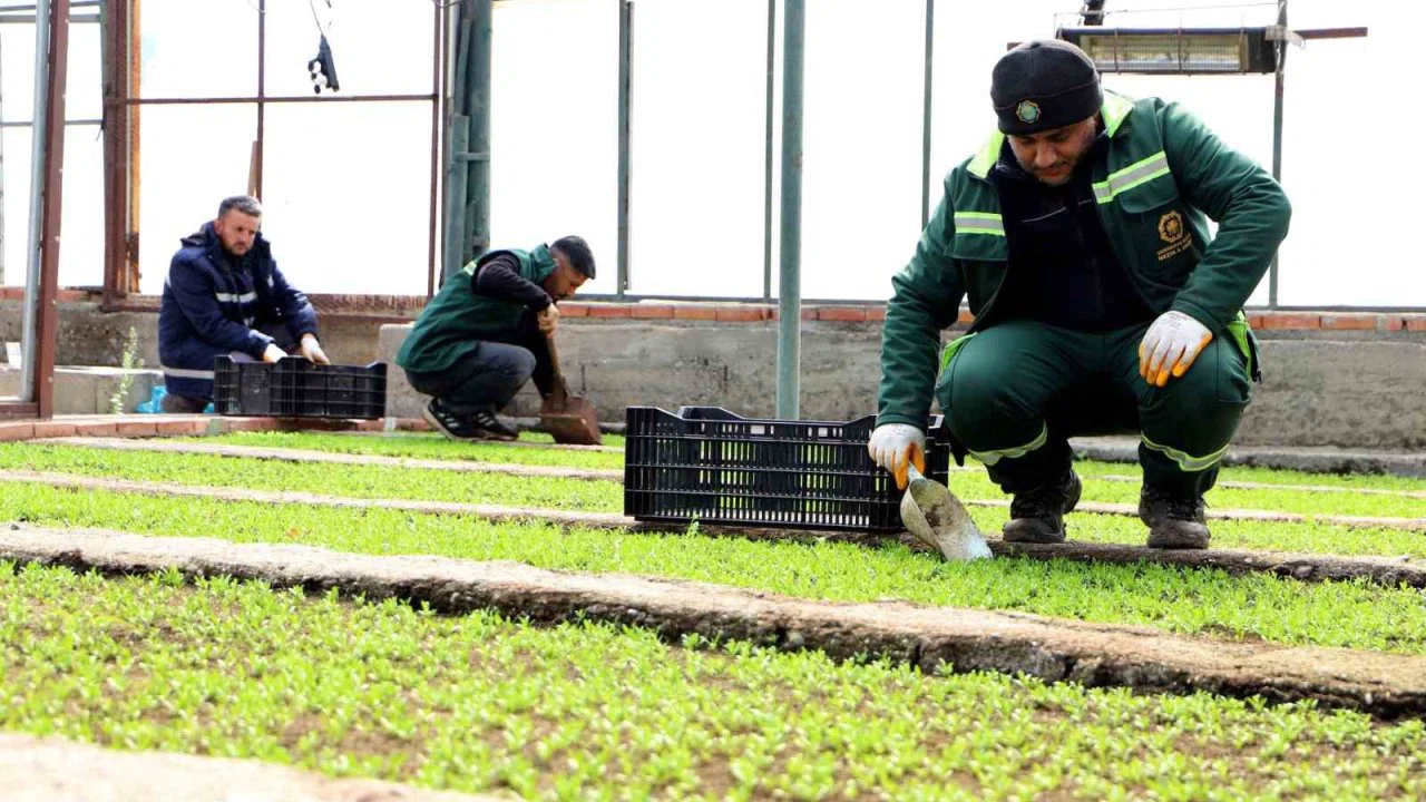 Diyarbakır’a 2 milyon Çin karanfili ekilecek