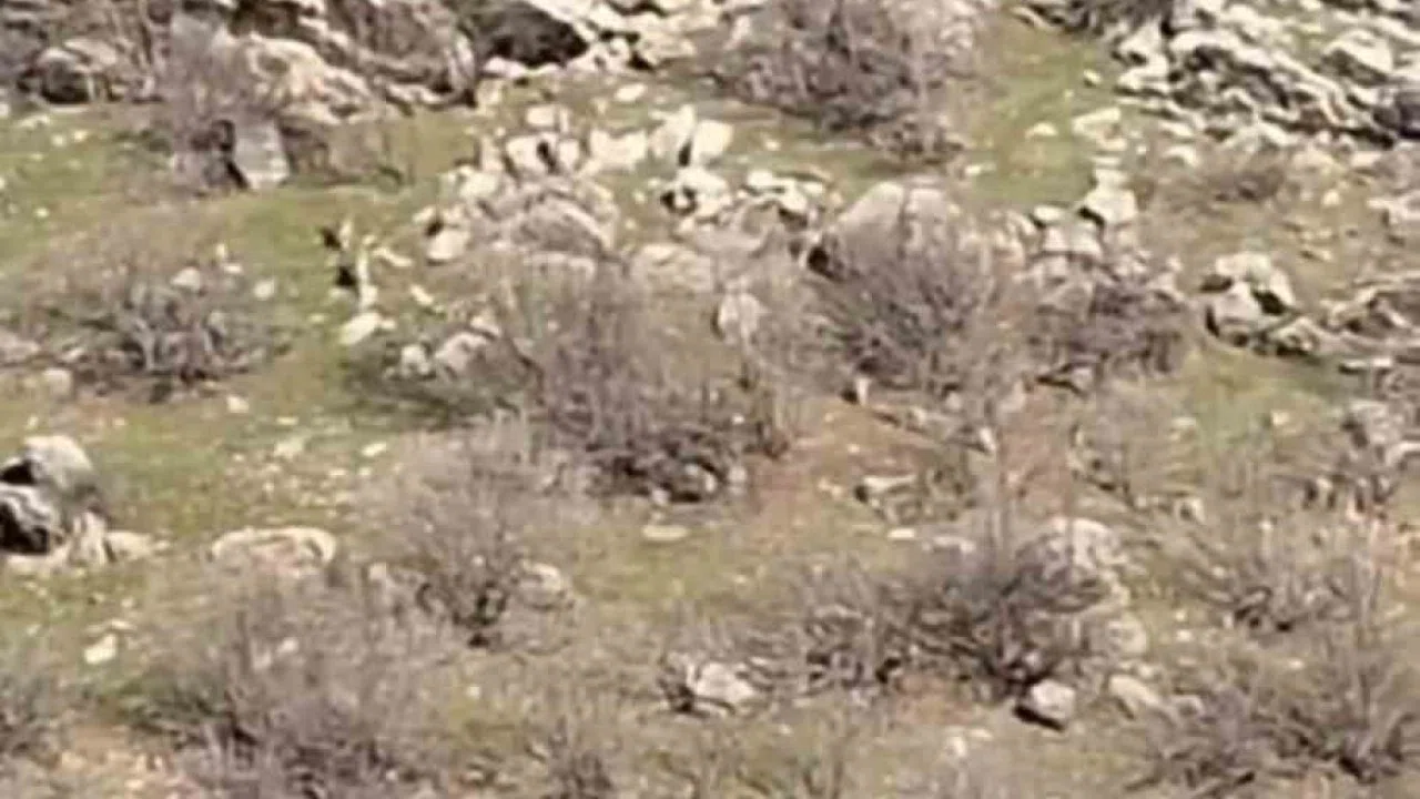 Diyarbakır’da sürü halinde dağ keçileri görüntülendi