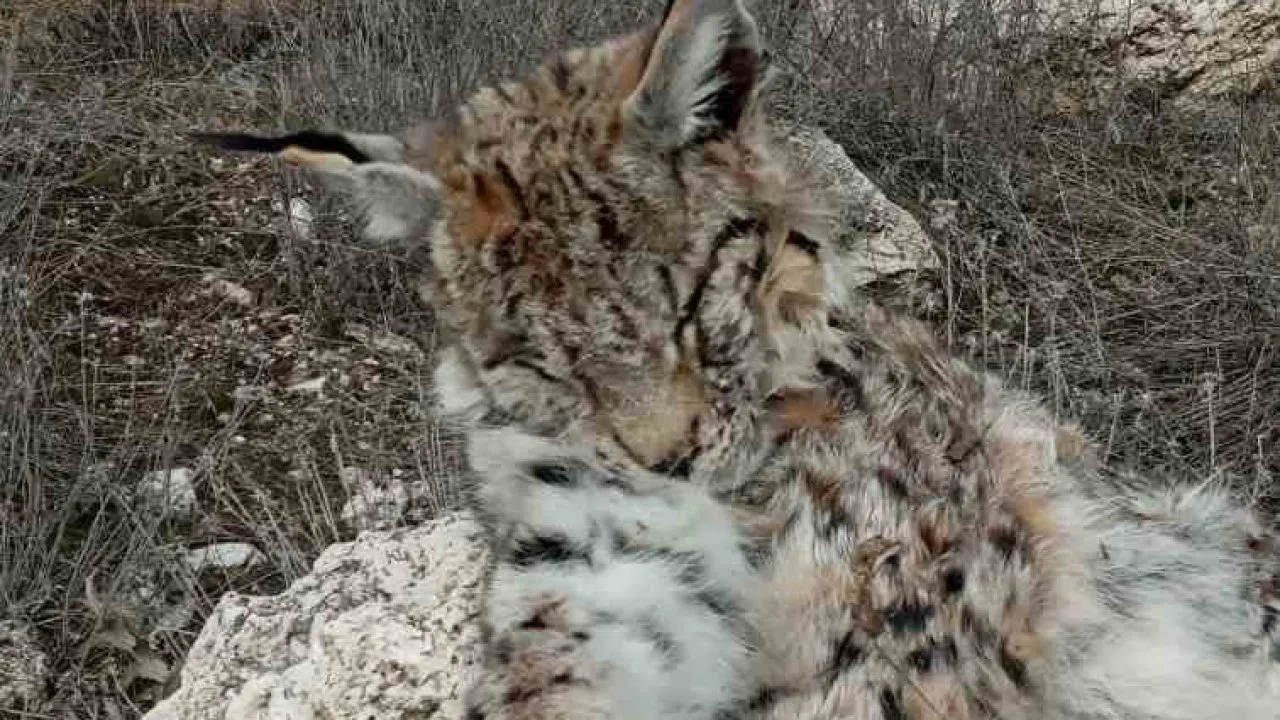 Doğada nadir görülen vaşak ölü bulundu