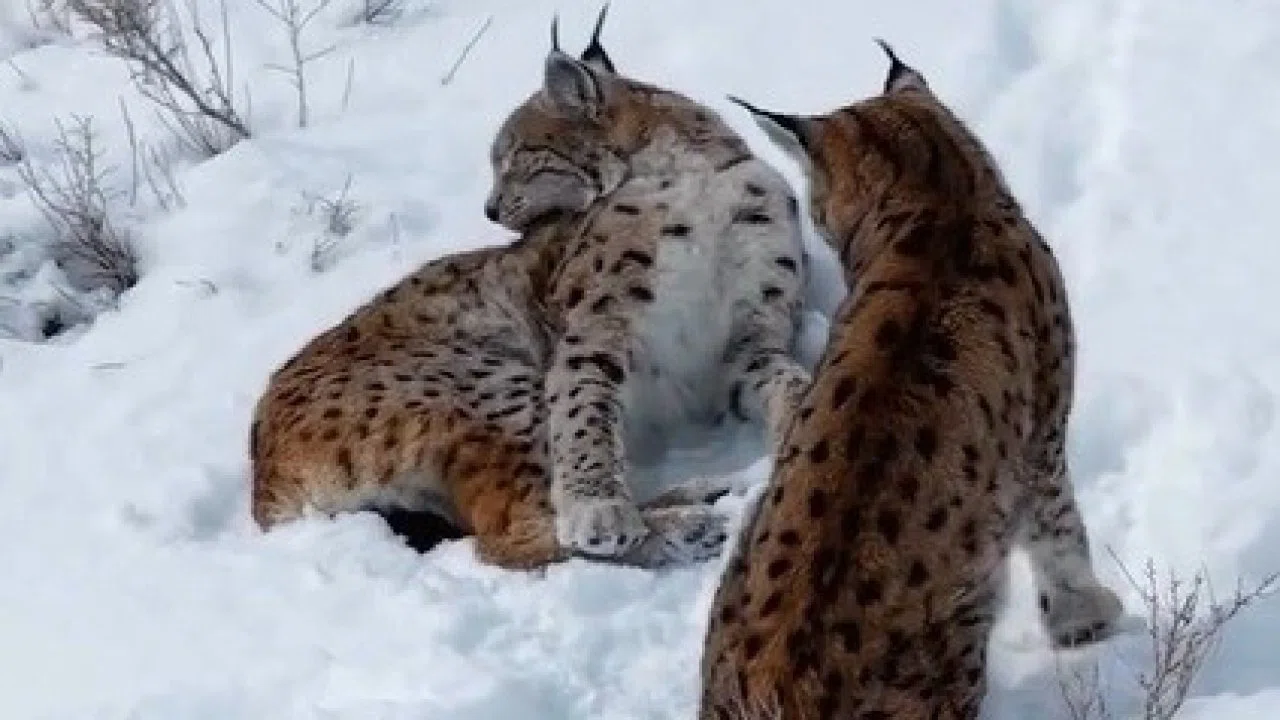 Erzincan’da iki vaşak görüntülendi