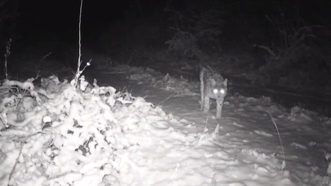Erzincan’da yaban hayatı fotokapanla görüntüleniyor