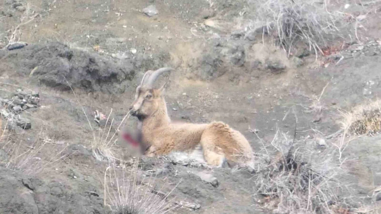 Erzurum’da kaçak avcılar yaban keçisini yaraladı