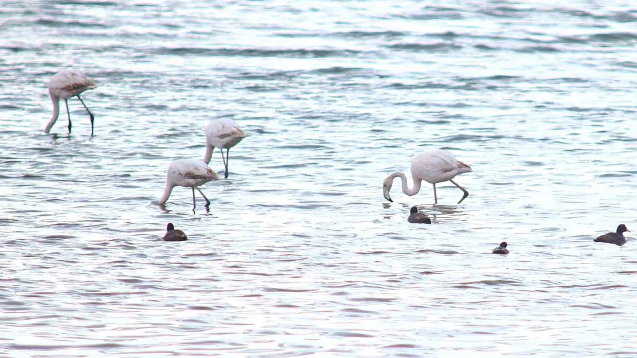 Flamingolar Van Gölü Havzası’na geri döndü