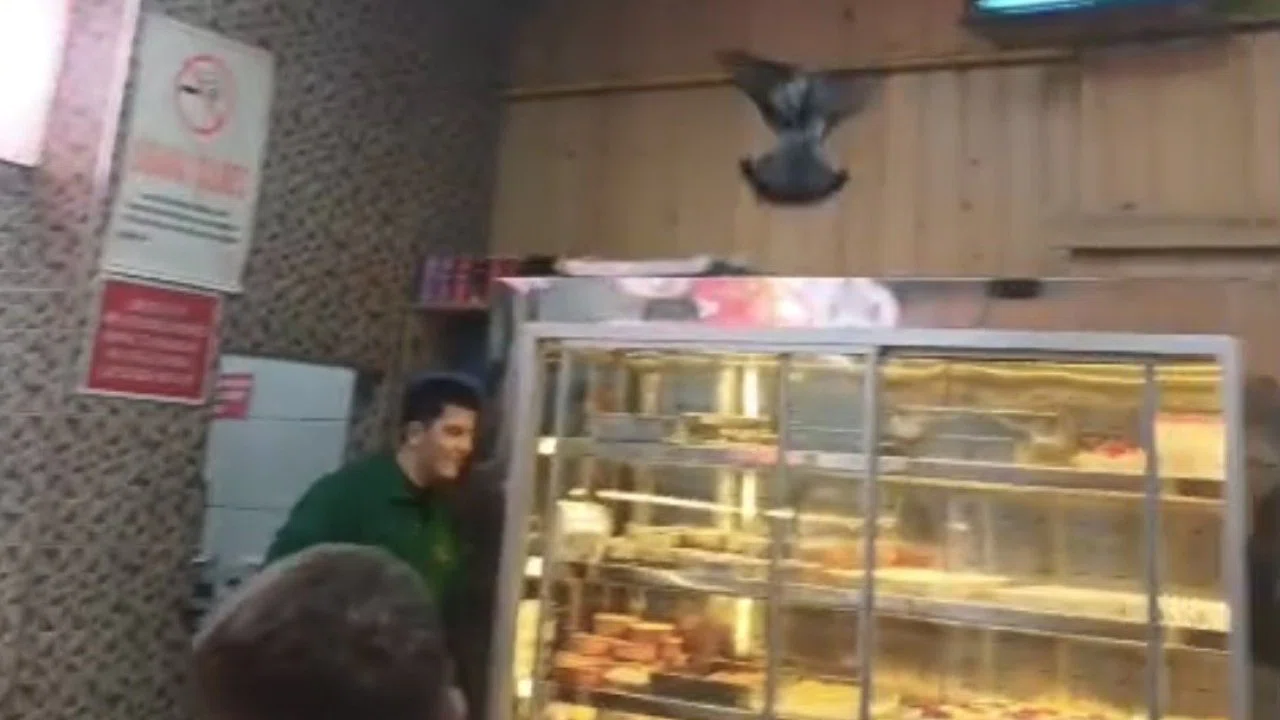 İftarda lokantaya giren güvercin ortalığı karıştırdı