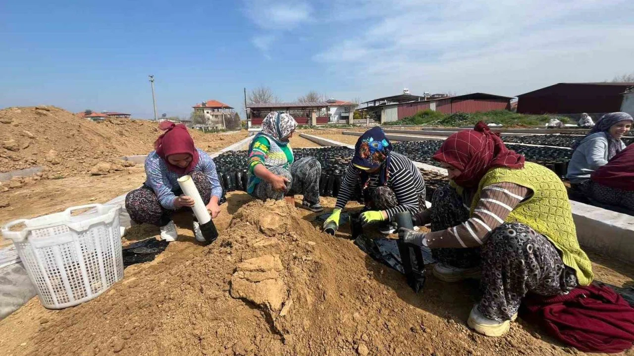İki kardeşten üzüm fidanında büyük başarı