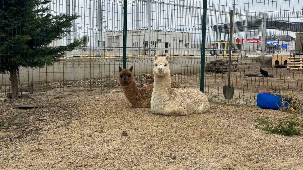 İpsala Sınır Kapısı’nda minibüste cins hayvanlar ele geçirildi