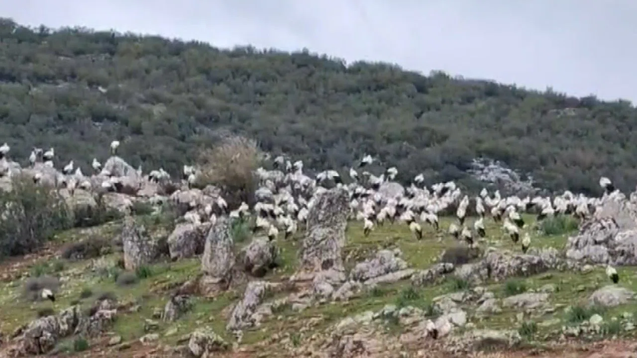 İslahiye’de leylek akını