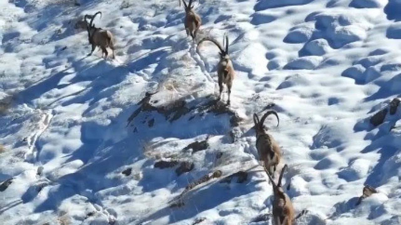 Kahramanmaraş’ta yaban keçileri görüntülendi