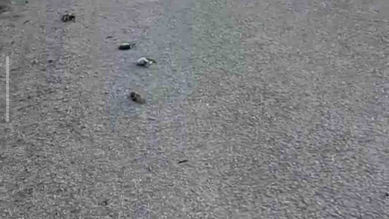 Kastamonu’da onlarca kuş yolda telef olmuş halde bulundu