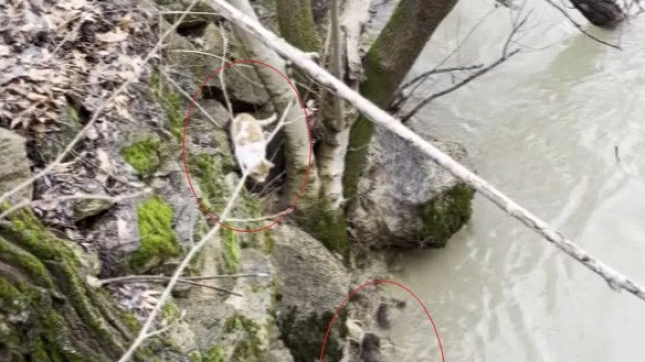 Kedi ile su samurunun saklambaç oyunu kameraya yansıdı