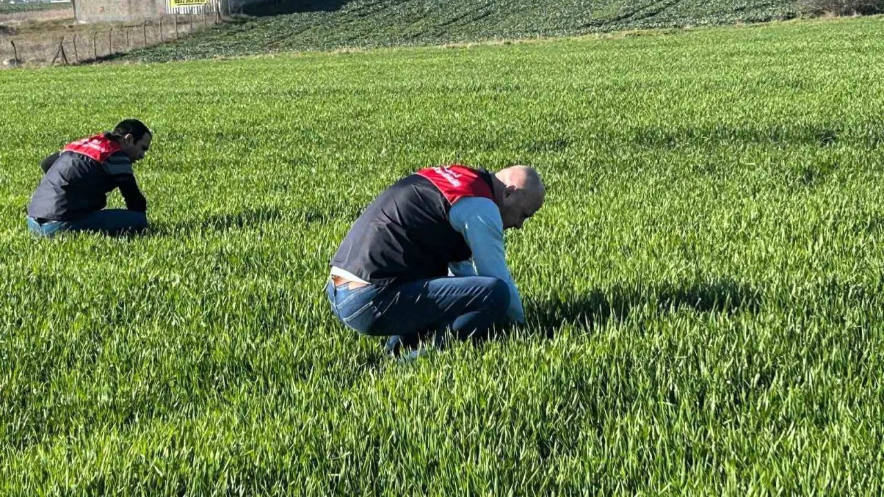 Kırklareli’de tarım arazilerinde denetim: Kanola ve hububat ekilişleri incelendi