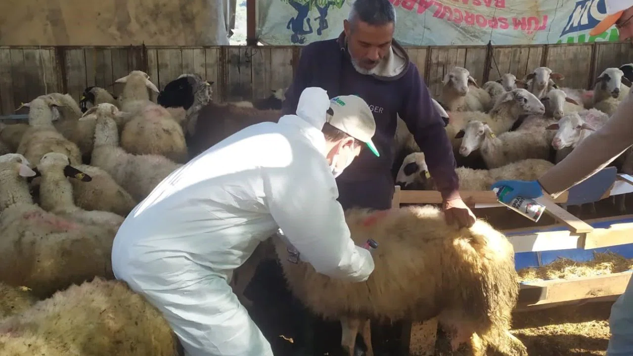 Koçarlı’da küçükbaş hayvanlar aşılandı