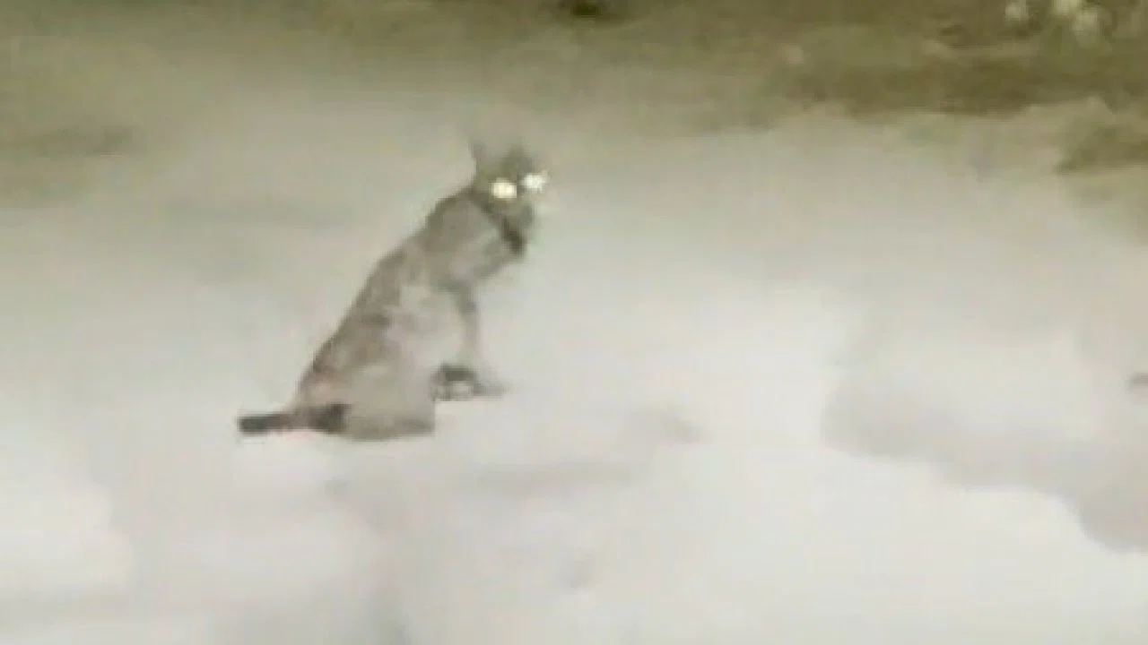 Konya’da vaşak görüntülendi