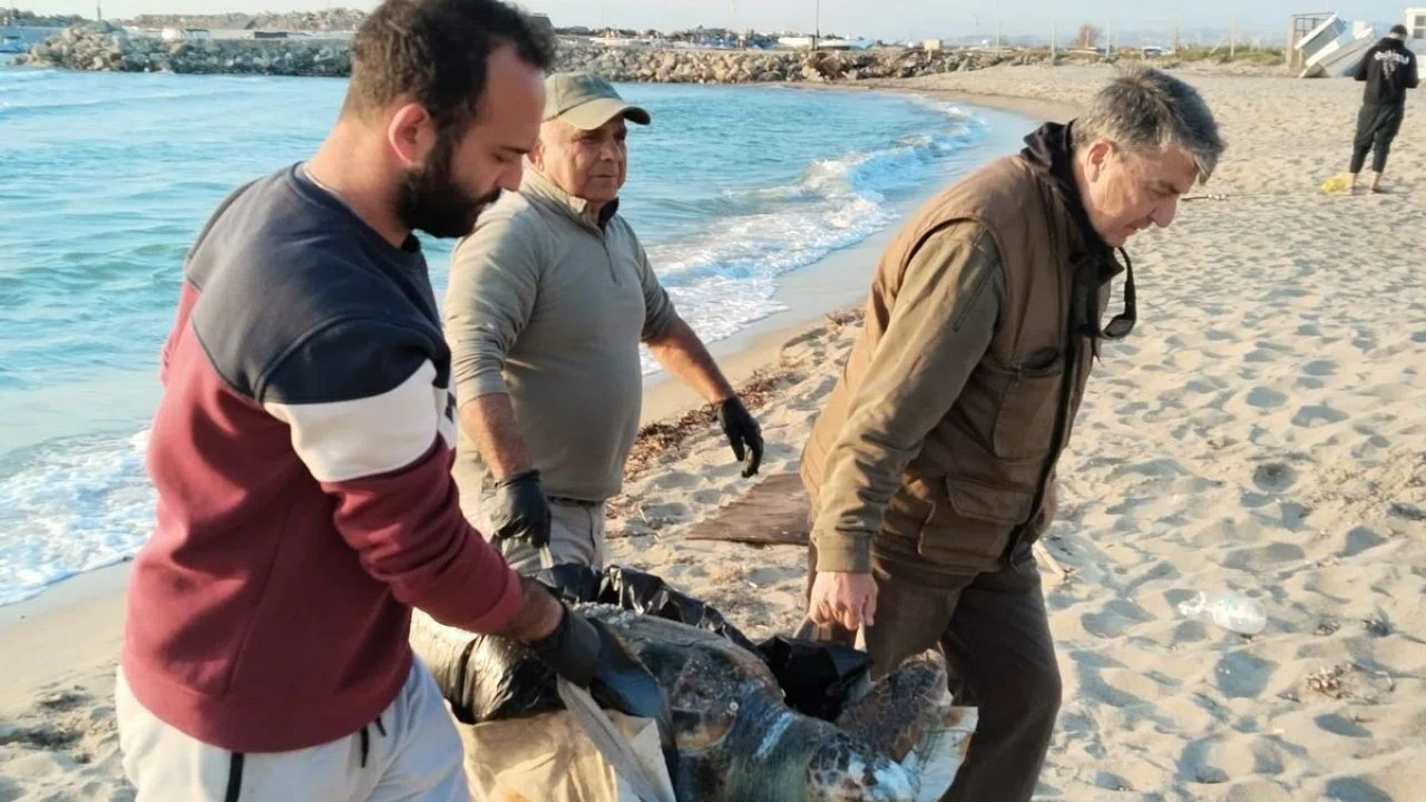 Kuşadası’nda 2 yeşil deniz kaplumbağası ve 1 caretta caretta ölü bulundu