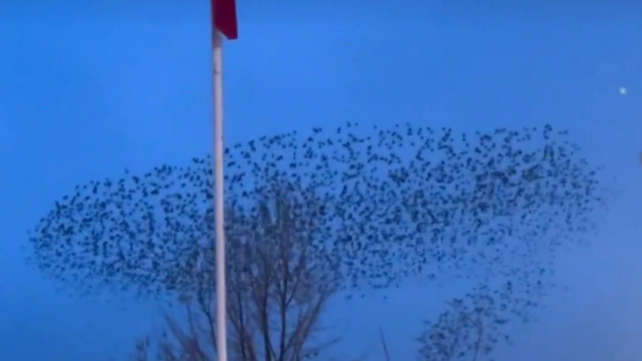 Kuşların Türk bayrağı çevresindeki mest eden dansı kamerada