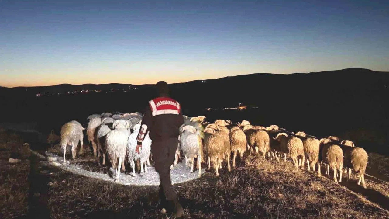 Kütahya’da kaybolan hayvanları jandarma dronla buldu