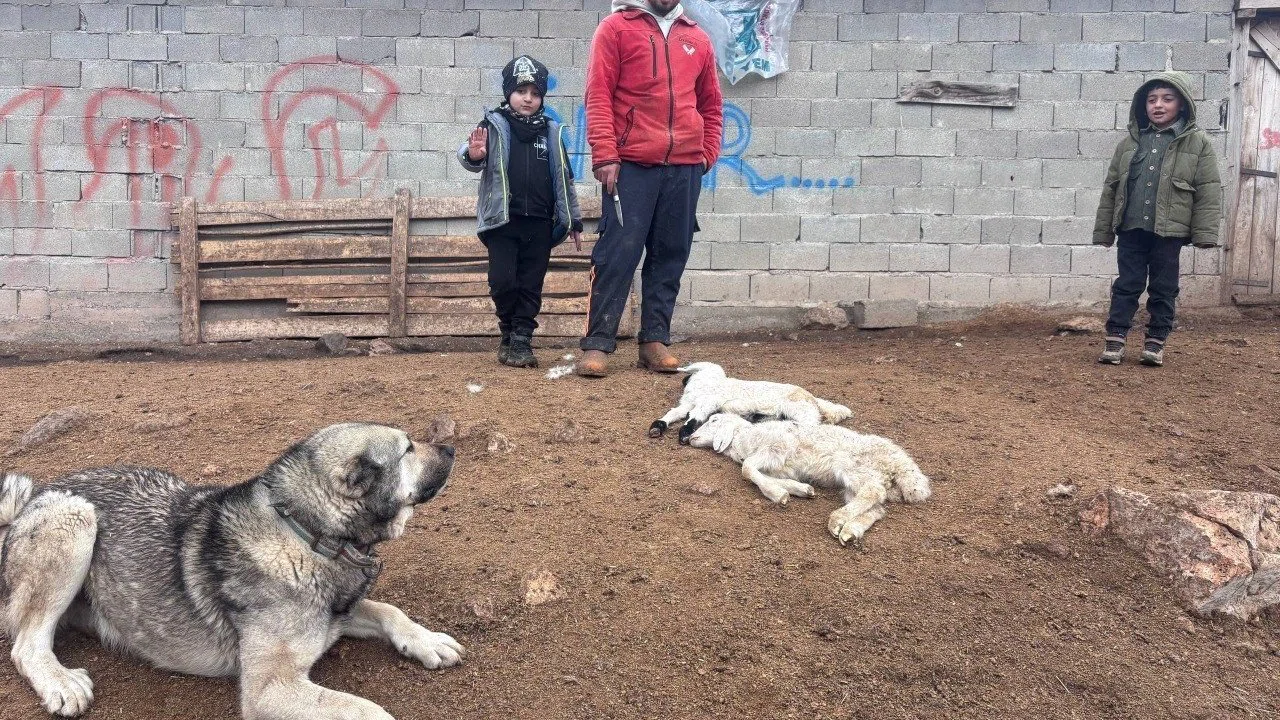 Kuzular belirti göstermeden bir anda telef oluyor