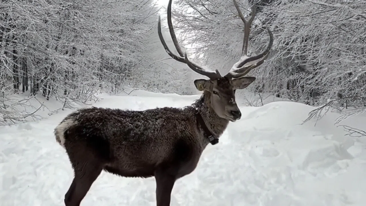 Kuzuyayla’da tatilcilere kar ve kızıl geyik sürprizi