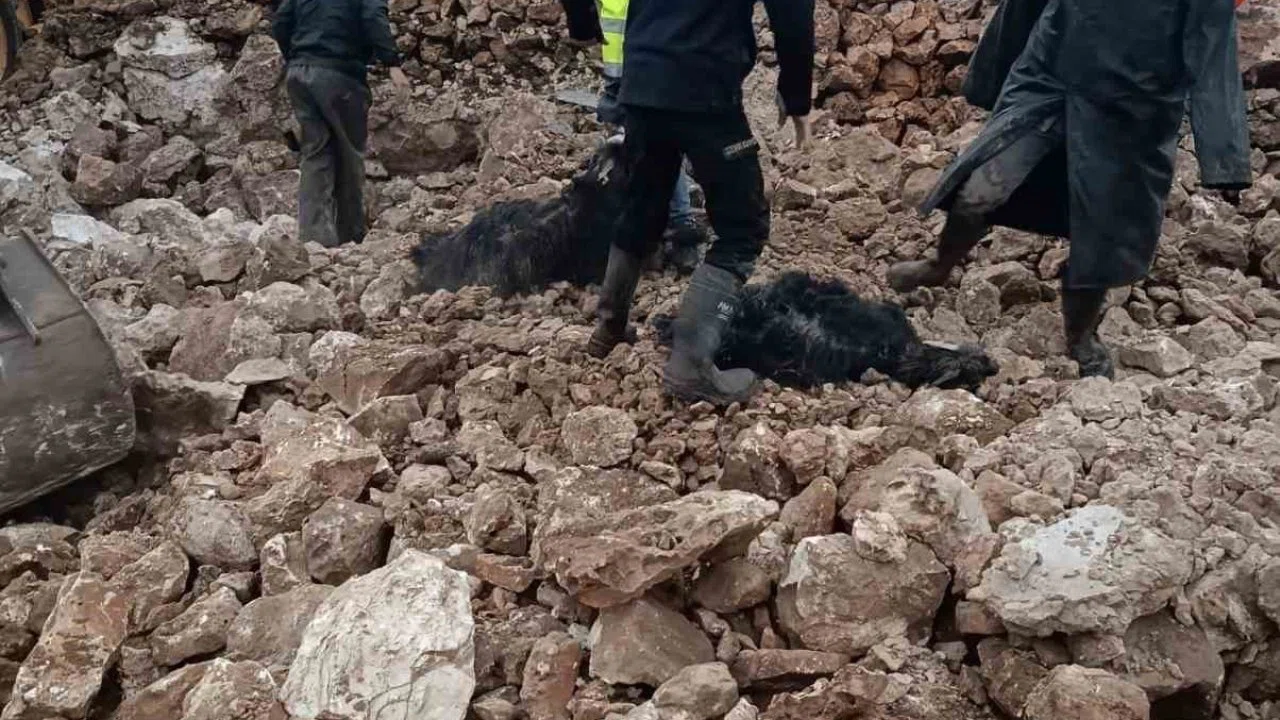 Mardin’de ahırın çökmesi sonucu 30 küçükbaş telef oldu