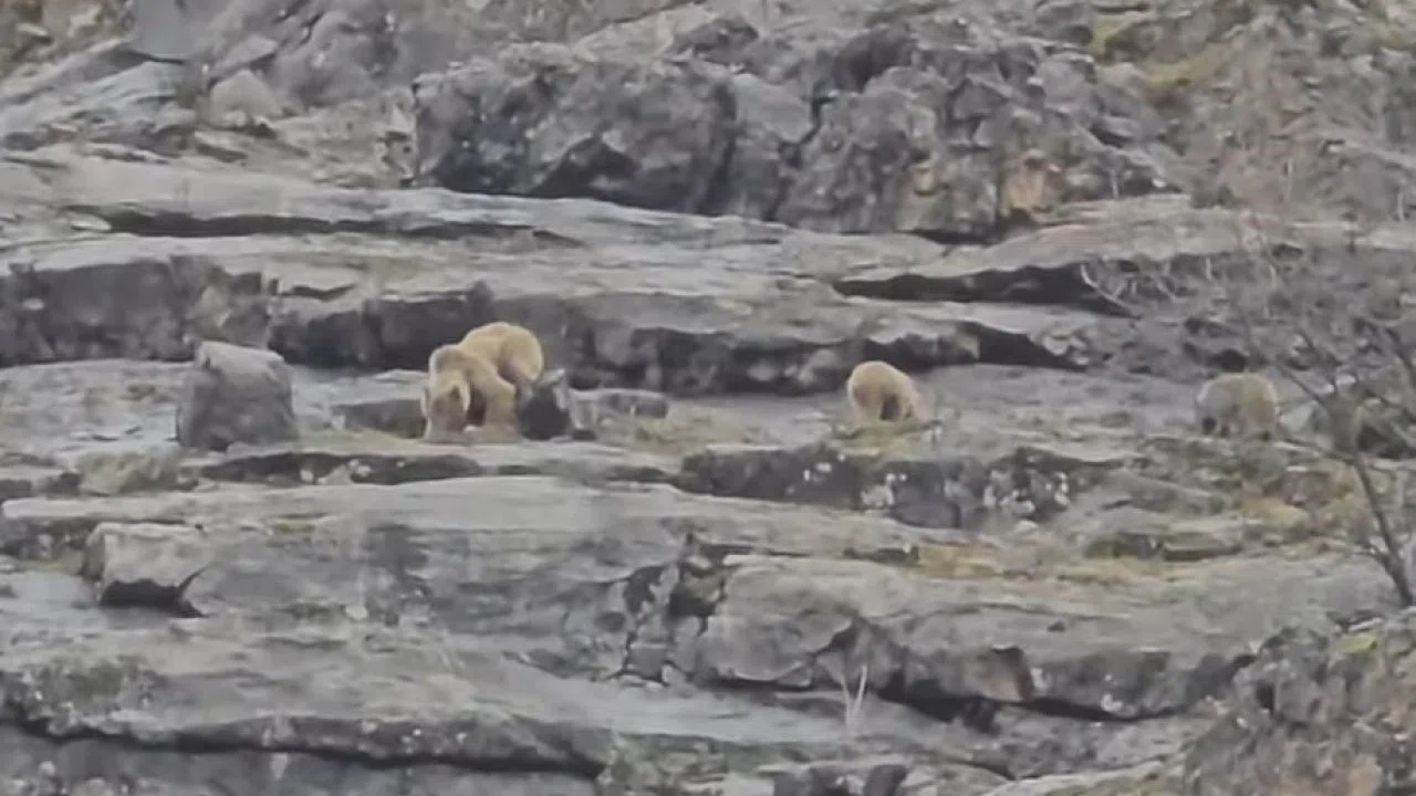 Munzur Vadisi’nde anne ayı ve yavruları görüntülendi