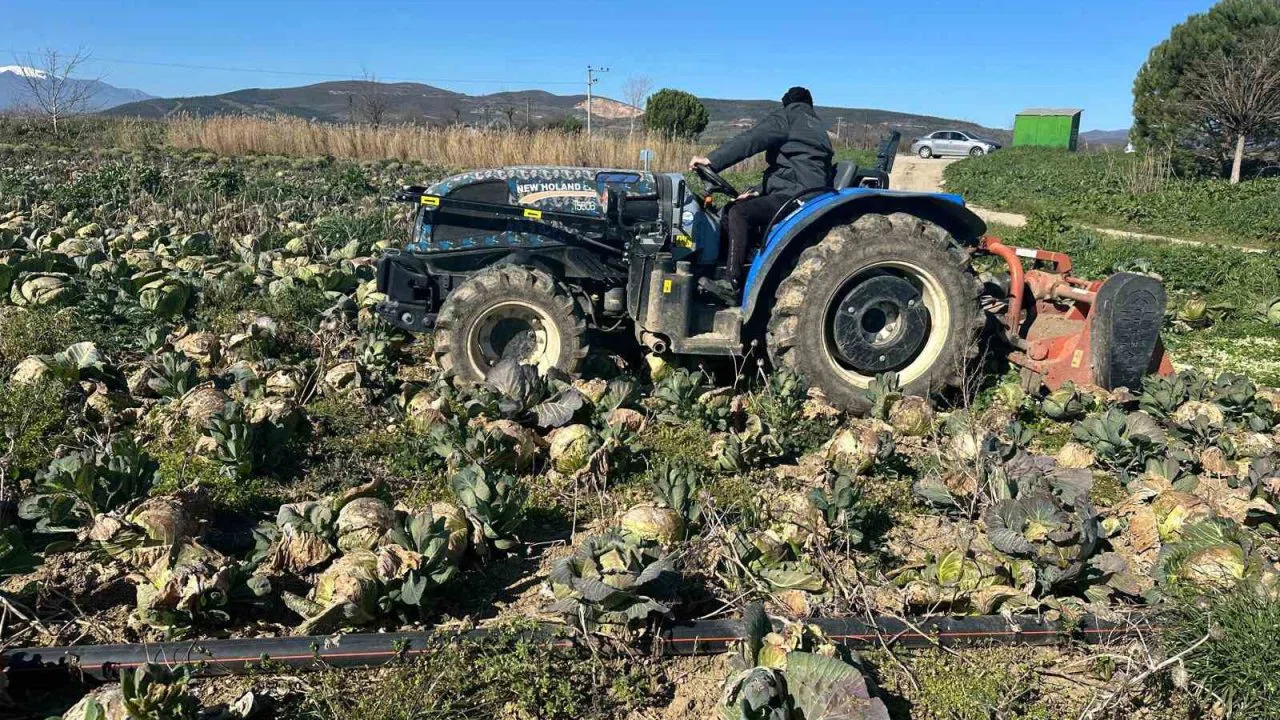 Pazarda 70 lira ama yüzbinlercesi tarlada çürüdü: Üreticiler Tarım Kredi’ye çağrı yaptı