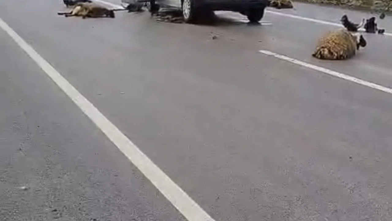 Şanlıurfa’da araç koyun sürüsüne çarptı: 10 koyun telef oldu