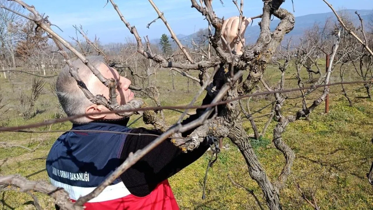 Simav’da yem bitkileri ve hububat ekili alanlarda verim çalışması yapıldı