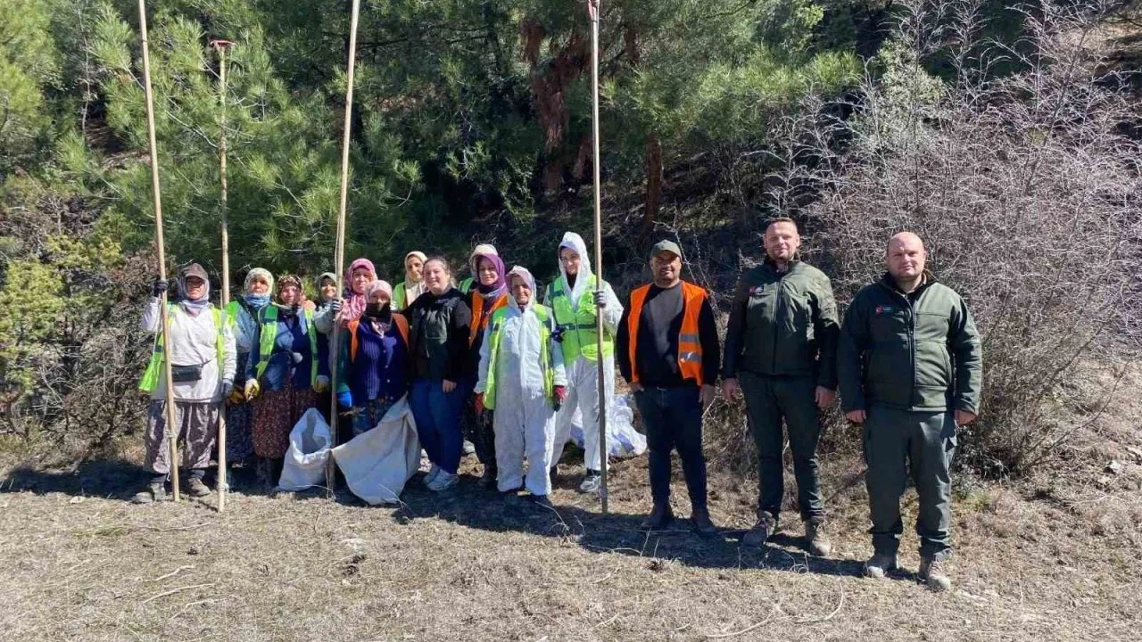 Sinop ormanlarında zararlılara karşı biyolojik savaş