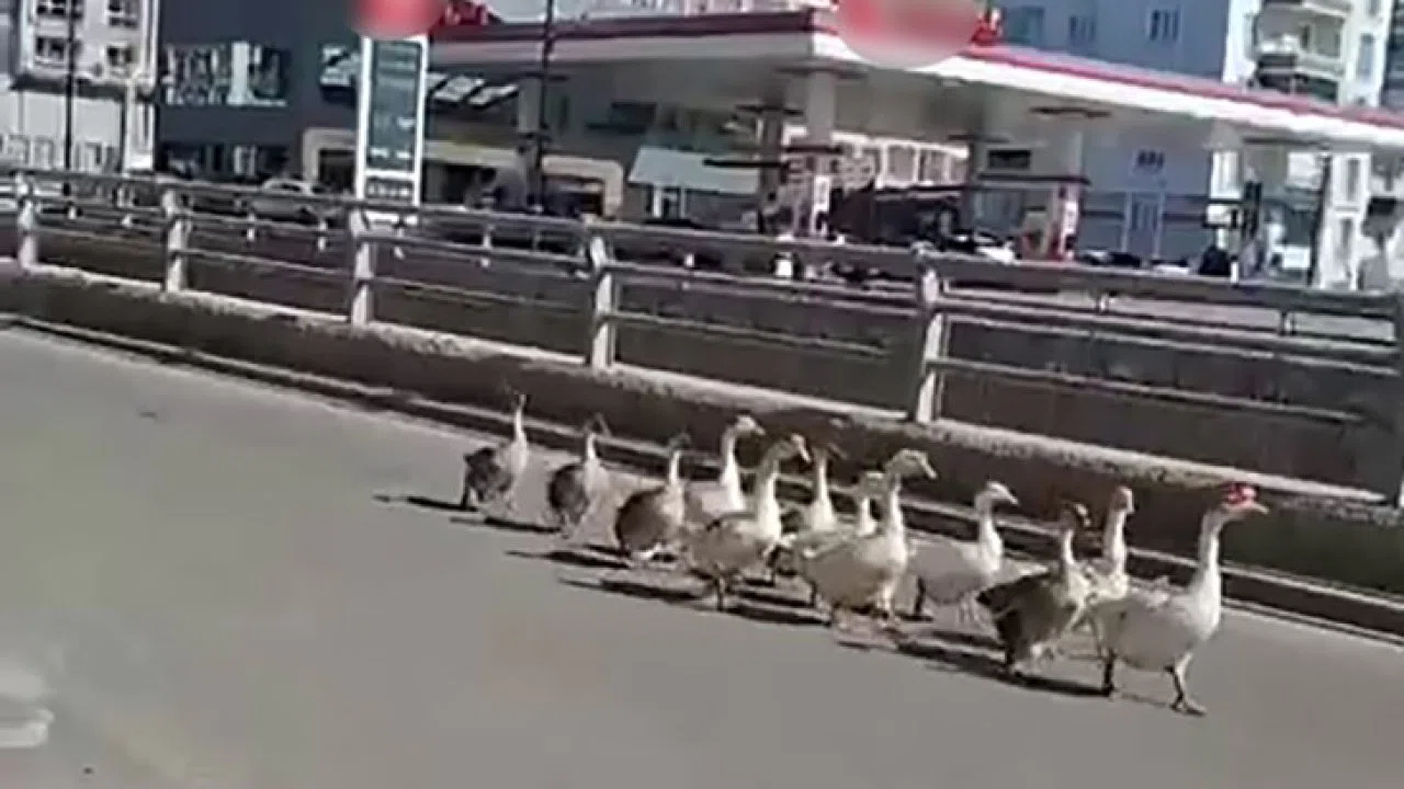 Sivas’ta kazların geçidi böyle görüntülendi